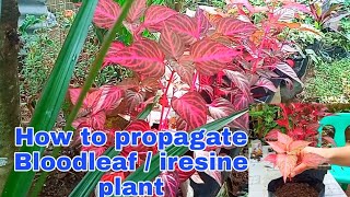 Bloodleaf or Iresine Herbstii Plant Propagation [upl. by Rois]