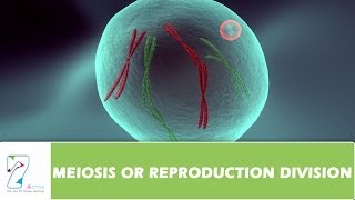 MEIOSIS OR REPRODUCTION DIVISION  PART 02 [upl. by Nyrhtak822]