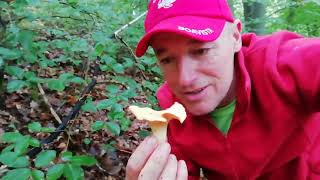 Le meilleur des champignons  La Girolles [upl. by Esital]