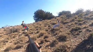 Rabbit hunting at ziarat [upl. by Rtoip559]