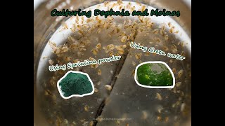 How To Culture Daphnia and Moinas using Green Water Spirulina powder [upl. by Lukas]