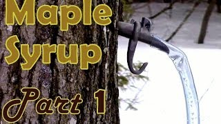 Making Maple Syrup Part 1 How to Select amp Tap a Maple Tree [upl. by Leiram824]