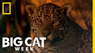 Learn About the Jaguar  Big Cat Week [upl. by Nnire814]