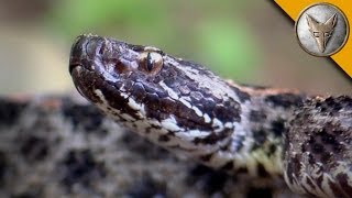 Pygmy Rattlesnake Strike [upl. by Albrecht]