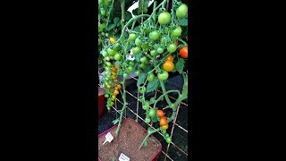 Tomaten in een pot het geheim voor een groote oogst [upl. by Formenti]