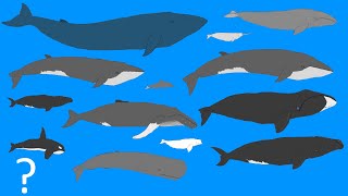 Whales Size Comparison  Animation  Cetacean Whale and Dolphins OLD VERSION [upl. by Enyrehtac278]