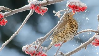 Mistle Thrush birds on a rowan tree in winter [upl. by Valora772]