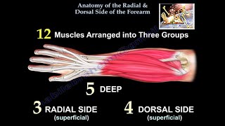 Anatomy Of The Radial amp Dorsal Side Of Forearm  Everything You Need To Know  Dr Nabil Ebraheim [upl. by Jackie998]