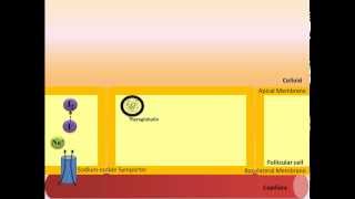 Thyroid Hormone Synthesis [upl. by Demmy]