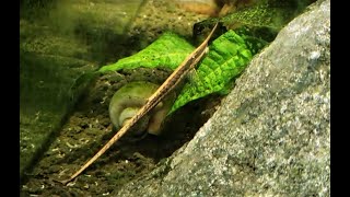 Whiptail Catfish aka Twig Catfish Farlowella spp [upl. by Samara]