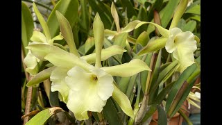 Show amp Tell Rhyncholaelia glauca [upl. by Brittan754]