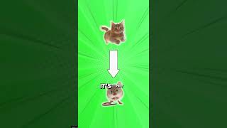 Why Do Cats Chase Lasers [upl. by Banna]