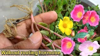 Easiest way to grow Purslane from cutting  Portulaca Oleracia [upl. by Noemi]