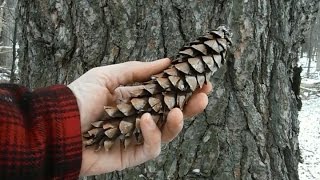 Tree Identification  Northeastern Softwoods [upl. by Akcimat]