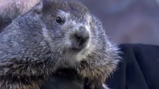 Groundhog Day Punxsutawney Phil Predicts More Winter [upl. by Ahtamat314]