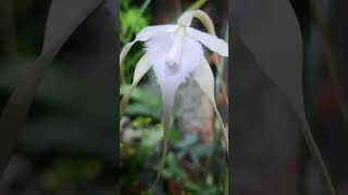 Orchid Brassavola cuculata [upl. by Hewe]