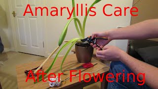 Amaryllis Care After Flowering [upl. by Hiett828]