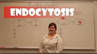 Endocytosis Pinocytosis amp Phagocytosis [upl. by Codel]