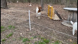 Easy Electric Fencing Solutions For Goats [upl. by Airtened151]