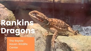 Rankin Dragons wThe Reptile Haven Wildlife Center [upl. by Becket]