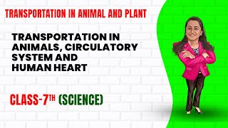 Transportation in Animals and Plants  Part 2  Class 7th Science  Junoon pro [upl. by Shiller699]