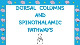 Dorsal Columns and Spinothalamic Tracts Explained in 11 Minutes  Medic in a Minute [upl. by Noivert]