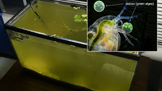 Raising Daphnia for the Freshwater Aquarium [upl. by Hedvah]