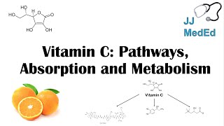 Vitamin C Why we need it dietary sources and how we absorb and metabolize it [upl. by Ilecara]