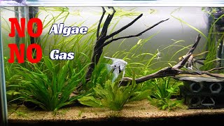 No Algae Dirted Tank [upl. by Ellehcear]