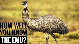 Emu  Description Characteristics and Facts [upl. by Malvino590]