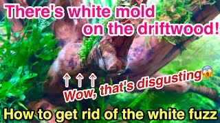 How to get rid of the White Fuzz Molds that Appear on the driftwood in your planted aquarium [upl. by Riva]