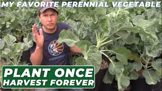 Eternal Harvest My Favorite Vegetable You Plant Once amp Enjoy Forever [upl. by Barbaresi]