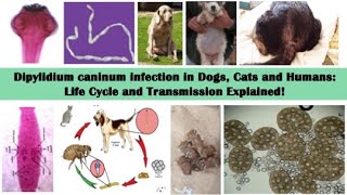 Dipylidium caninum doublepored tapeworm  Life Cycle Dog Cat and Human Parasite Uncovered [upl. by Hanikas785]