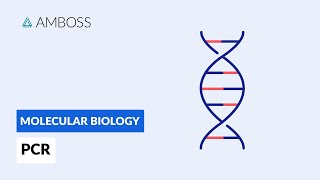 Polymerase Chain Reaction PCR DNA Amplification [upl. by Phip]