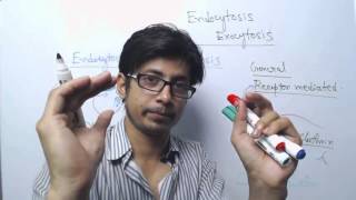 Endocytosis vs exocytosis [upl. by Alywt]