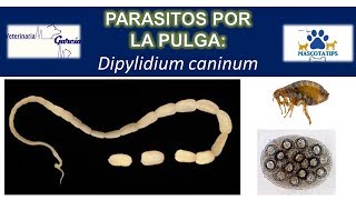 Dipylidium caninum PARASITO QUE TRANSMITE LA PULGA [upl. by Saied]