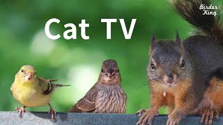 Cat TV for Cats to Watch😺8 Hours❤️ Beautiful Birds Squirrels Relax Your Pets4K HDR [upl. by Kalfas]