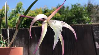 Brassavola David Sander orchid [upl. by Laris]