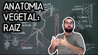 Organologia da Raiz Anatomia  Aula 15 Botânica Prof Guilherme [upl. by Nevear]