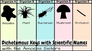 Dichotomous Keys Identification Achievement Unlocked [upl. by Ladd]