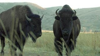 Bison  Farm To Fork Wyoming [upl. by Ellyn]