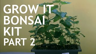 Grow It Bonsai Kit 6 12months Part 2 [upl. by Twitt]