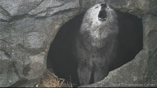 Black Wolf Howls to the Thunder [upl. by Evonne]