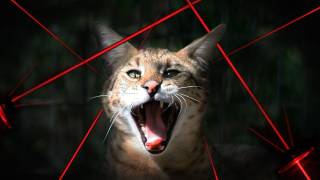 BIG CATS vs Laser Pointers [upl. by Oca]