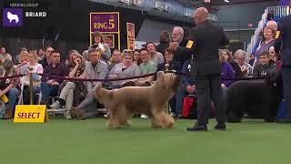 Briards  Breed Judging 2020 [upl. by Akimit]