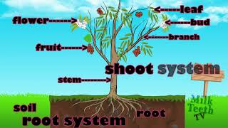 Parts of Plant in english [upl. by Ynagoham]