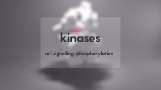 Cell signalling kinases amp phosphorylation [upl. by Ruder]