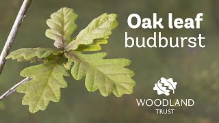 Oak leaf budding Timelapse  Woodland Trust [upl. by Ciredor961]