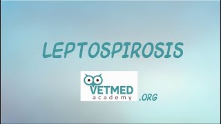 Introduction to Leptospirosis [upl. by Tan]