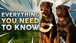 ROTTWEILER 101 Everything You Need To Know About Owning a Rottie Puppy [upl. by Atir]